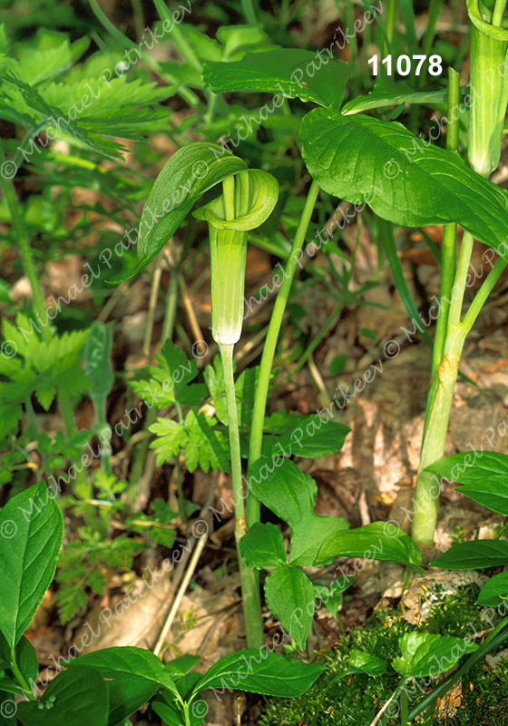 Jack-in-the-pulpit (Arisaema triphyllum)